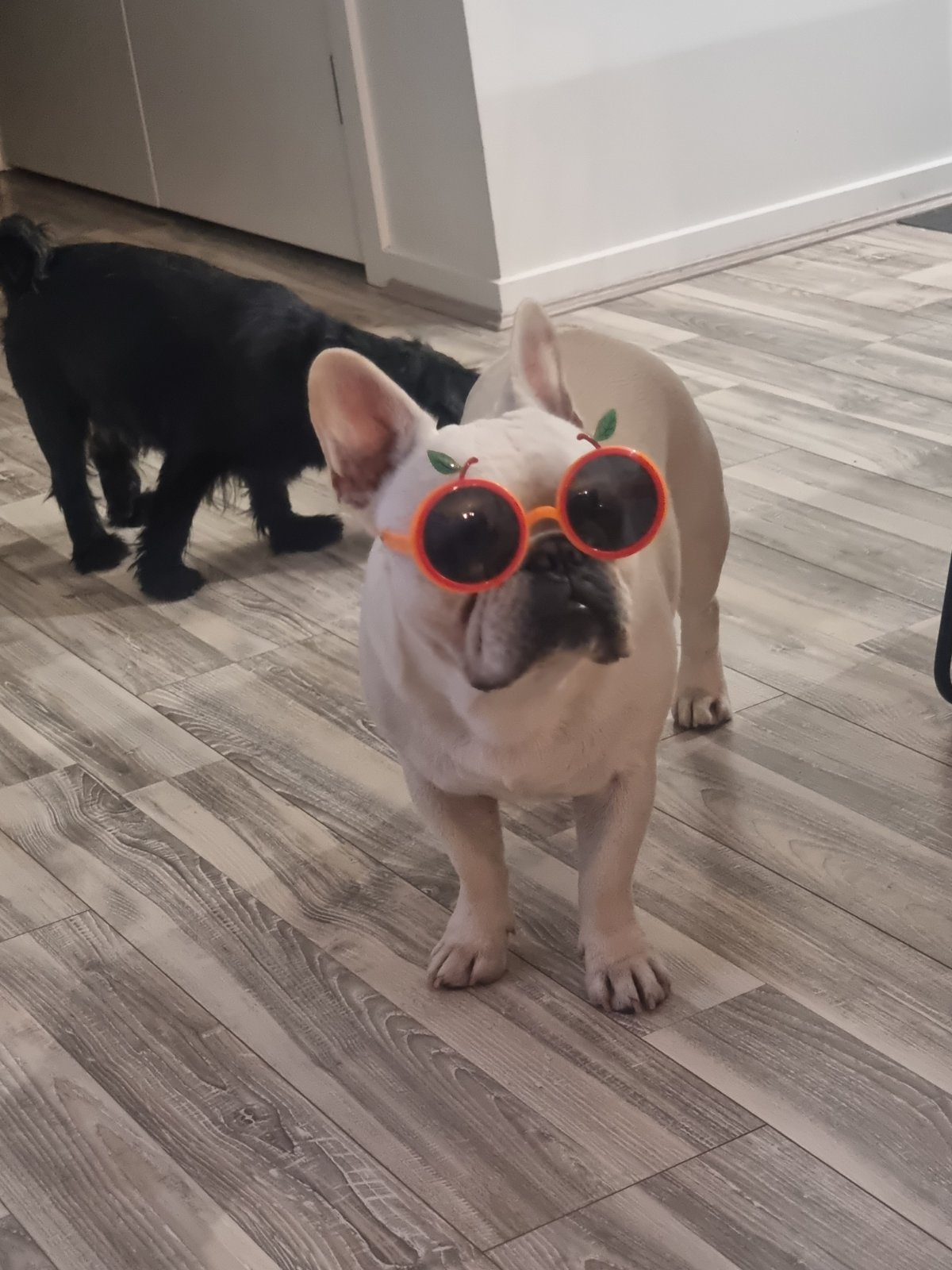 Frank being cool