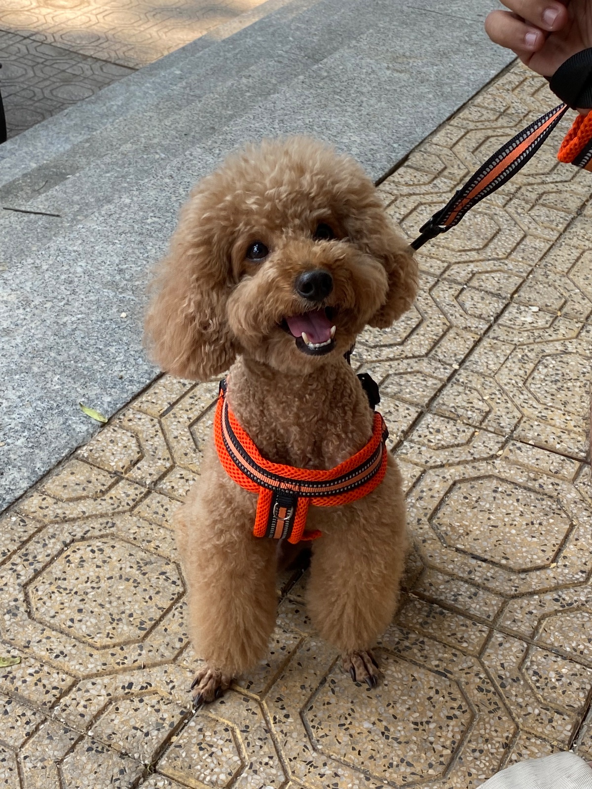 I have a puppy back home. I really enjoy playing with cats or dogs.